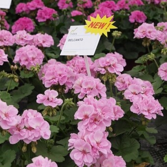 'Belcanto' - odm. otrzymana w wyniku krzyżowania P. zonale oraz P. peltatum